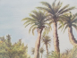 Preview: Hintergrundbild  Wüste mit Palmen - 70 x 100 cm