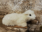 Preview: Liegendes Schaf hell aus Echtfell zu 20-30 cm-Figuren