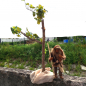 Preview: Schlanker Baum aus besonderer Wurzelrarität - 70cm hoch