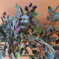 Preview: Olivenbaum