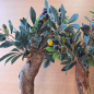 Preview: Olivenbaum