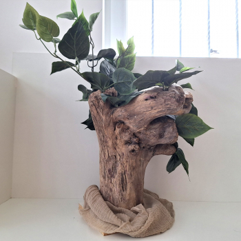 Preview: Niedrigerer Baum mit sehr besonderem dickem Stamm - 40-60cm hoch