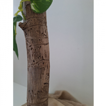 Preview: Schlanker Baum aus besonderer Wurzelrarität - 70cm hoch