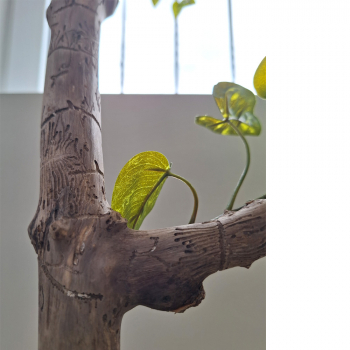 Preview: Schlanker Baum aus besonderer Wurzelrarität - 70cm hoch