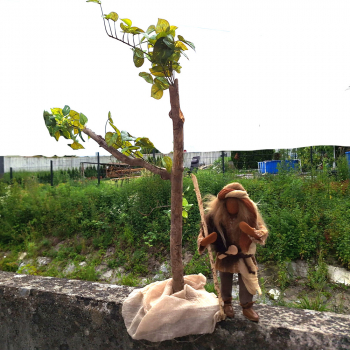 Preview: Schlanker Baum aus besonderer Wurzelrarität - 70cm hoch