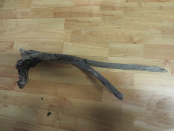 70 cm lange Wurzel mit Verknorpelung