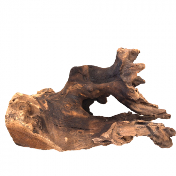 Verzweigte Wurzel mit urigem Aussehen - 25cm lang, 16cm tief