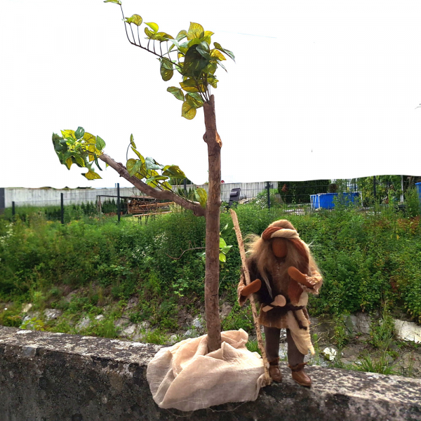 Schlanker Baum aus besonderer Wurzelrarität - 70cm hoch