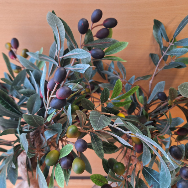 Olivenbaum