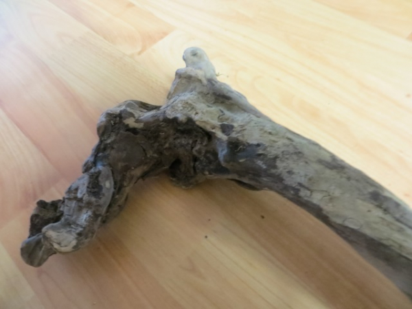 70 cm lange Wurzel mit Verknorpelung