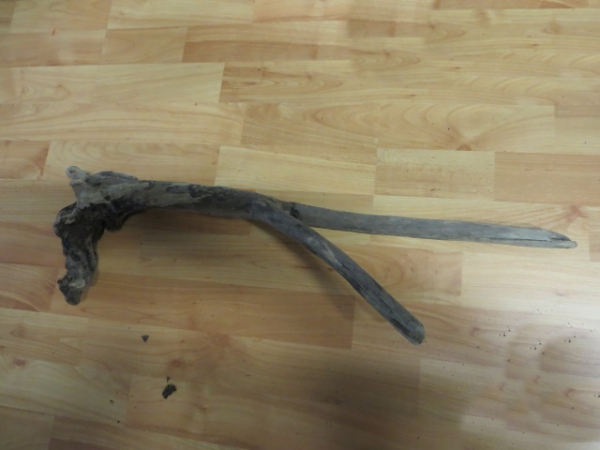 70 cm lange Wurzel mit Verknorpelung