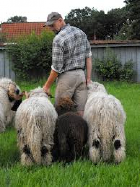 Widder - Bock - echtes Schaffell
