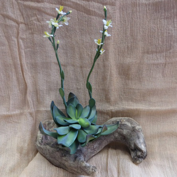 Blühender Wüstenkaktus Höhe 35 cm