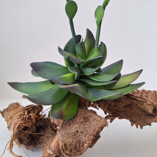 Blühender Wüstenkaktus Höhe 35 cm