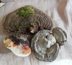 Baumpilz - naturgewachsen